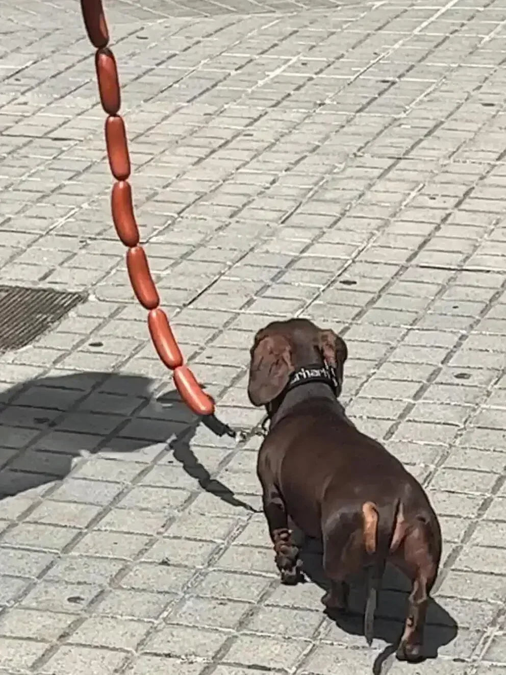 GIANT SAUSAGE DOG LEASH