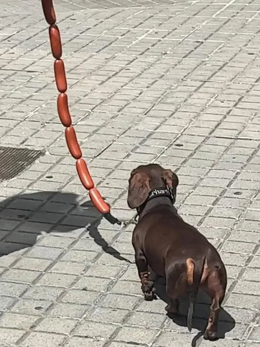 GIANT SAUSAGE DOG LEASH